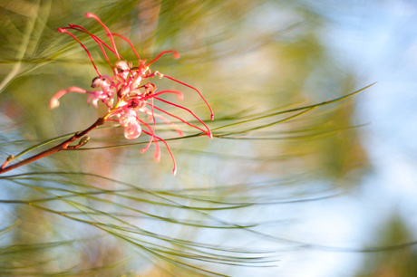 Chris Henry Photography