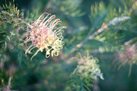 Chris Henry Photography